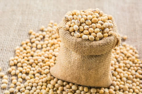 soybean-500x500-1